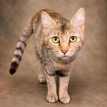 Helen -  Domestic Short Hair Cat for Adoption in Heber Springs, Arkansas - Helen | PetCurious