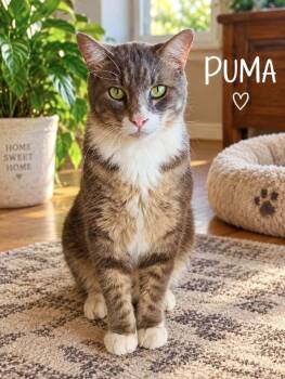 Puma -  Domestic Short Hair Cat for Adoption in Lucas, Texas - Puma | PetCurious