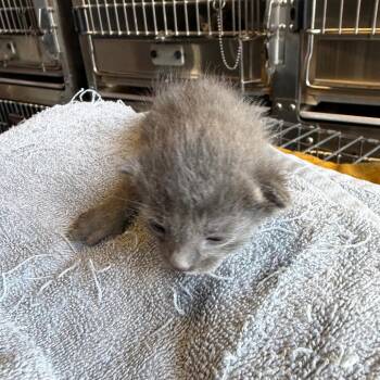 Domestic Short Hair Cats Available for Adoption in Edinburg, Texas - Watson | PetCurious