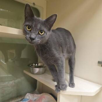 Aerie -  Domestic Short Hair Cat for Adoption in Prince Frederick, Maryland - Aerie | PetCurious