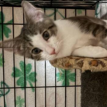 Finn -  Domestic Short Hair Cat for Adoption in Lemoyne, Pennsylvania - Finn | PetCurious