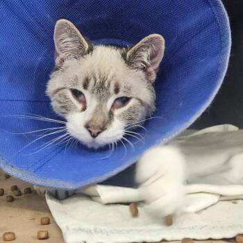 Thadeus -  Domestic Short Hair Cat for Adoption in Greenville, South Carolina - Thadeus | PetCurious