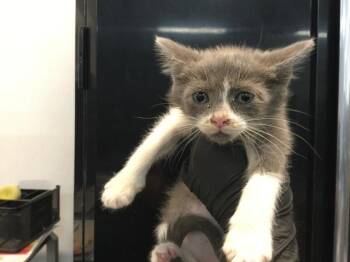 PIP -  Domestic Short Hair Cat for Adoption in Thousand Palms, California - PIP | PetCurious