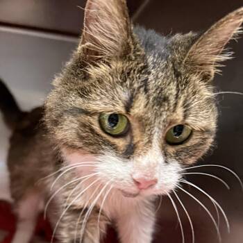 Josephine -  Domestic Short Hair and Tabby Cat for Adoption in Chicago, Illinois - Josephine | PetCurious