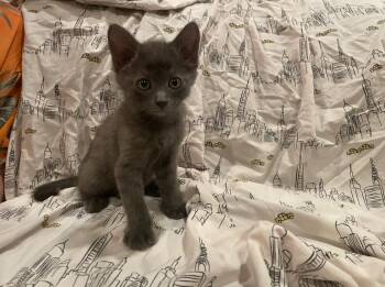Soot -  Domestic Medium Hair Cat for Adoption in Diamond Springs, California - Soot | PetCurious