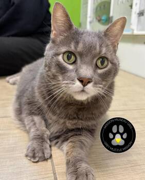 Ceasar -  Domestic Short Hair Cat for Adoption in Delson, Quebec - Ceasar | PetCurious