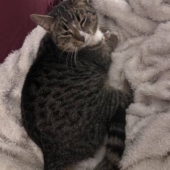 Domestic Short Hair Cats Available for Adoption - Shadow | PetCurious