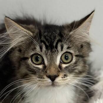 Jack -  Domestic Long Hair Cat for Adoption in Victor, New York - Jack | PetCurious