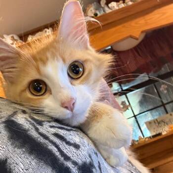 Carter AKA Mills C -  Domestic Medium Hair Cat Available for Adoption in Granby, Missouri - Carter AKA Mills C | PetCurious