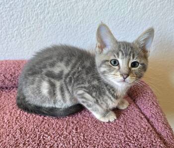 Alonzo -  Domestic Short Hair Cat for Adoption in Vancouver, Washington - Alonzo | PetCurious