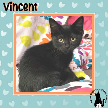 Rescue Domestic Short Hair Cats for Adoption in Barrière, British Columbia - Vincent | PetCurious