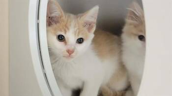 CABEN -  Domestic Short Hair Cat for Adoption in Tustin, California - CABEN | PetCurious