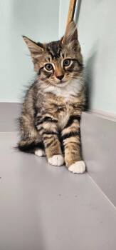 Ron -  Domestic Short Hair Cat for Adoption in Athens, Tennessee - Ron | PetCurious