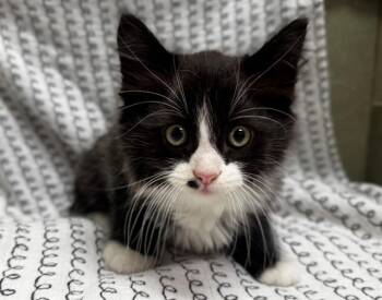 A551413 -  Domestic Medium Hair Cat Available for Adoption in Moreno Valley, California - A551413 | PetCurious