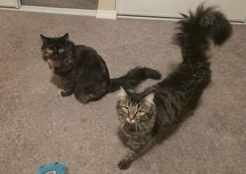 TB - Lucy -  Domestic Medium Hair Cat for Adoption in Battle Ground, Washington - TB - Lucy | PetCurious
