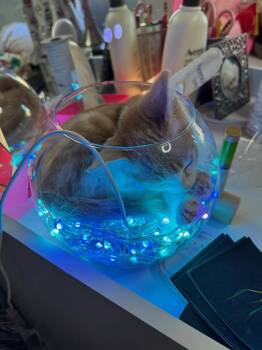 Domestic Short Hair Cats Available for Adoption - Lino | PetCurious