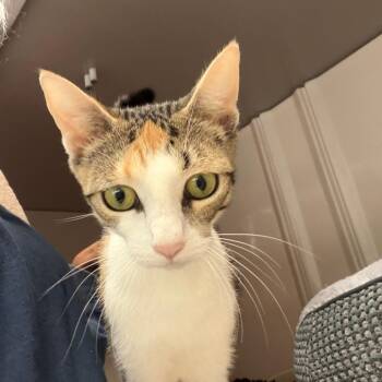 Jasmine -  Domestic Short Hair Cat for Adoption in Greensboro, Georgia - Jasmine | PetCurious