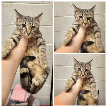 Opal -  Domestic Short Hair Cat for Adoption in New York, New York - Opal | PetCurious