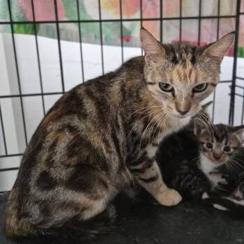 Domestic Short Hair Cats Available for Adoption in Wahiawa, Hawaii - Turkey | PetCurious