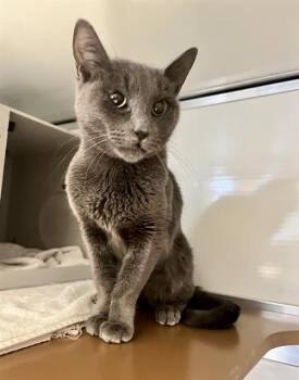 Domestic Short Hair Cats Available for Adoption in San Francisco, California - MISTY | PetCurious