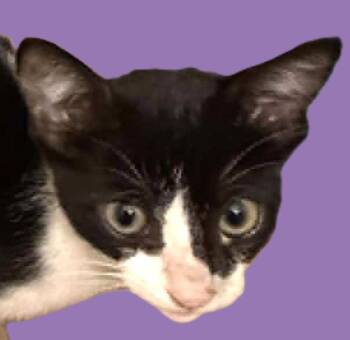 Pixel -  Domestic Short Hair Cat for Adoption in Savannah, Georgia - Pixel | PetCurious