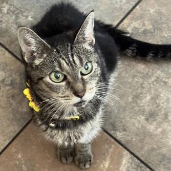 Rescue American Shorthair Cats for Adoption in Weehawken Township, New Jersey - Abby | PetCurious