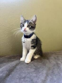 Bieber -  Domestic Short Hair Cat Available for Adoption in San Diego, California - Bieber | PetCurious