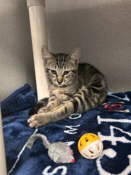 BUDDY -  Domestic Short Hair Cat for Adoption in Dallas, Texas - BUDDY | PetCurious