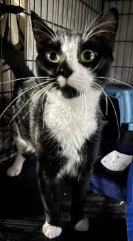Rescue Tuxedo Cats for Adoption in Bloomfield, New Jersey - Linus | PetCurious
