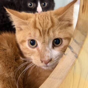 Crimson -  Domestic Short Hair Cat for Adoption in Victoria, British Columbia - Crimson | PetCurious