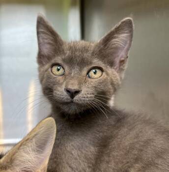 Catpuccino -  Domestic Short Hair Cat for Adoption in Sioux City, Iowa - Catpuccino | PetCurious