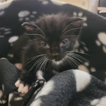 Domestic Short Hair Cats Available for Adoption in Lake Panasoffkee, Florida - Mittens | PetCurious