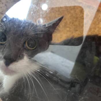 Baby Grey -  Domestic Short Hair Cat for Adoption in Philadelphia, Pennsylvania - Baby Grey | PetCurious