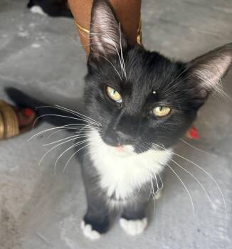 Bull Connor -  Domestic Short Hair Cat for Adoption in Oviedo, Florida - Bull Connor | PetCurious