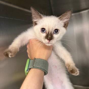 Tiramisu -  Domestic Short Hair Cat for Adoption in Port Charlotte, Florida - Tiramisu | PetCurious