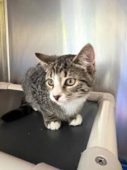 YMCA -  Domestic Short Hair Cat for Adoption in Pomona, New York - YMCA | PetCurious