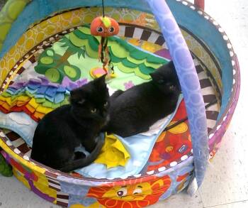 Rescue Domestic Short Hair Cats for Adoption in Pegram, Tennessee - ALTHEA & AURORA | PetCurious