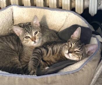 Remus and Romulus -  Domestic Short Hair Cat for Adoption - Remus And Romulus | PetCurious