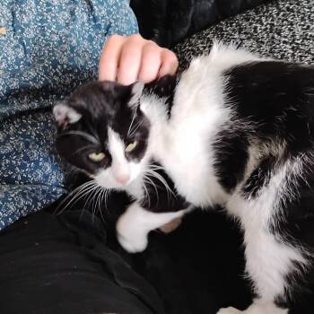 Rosie -  Domestic Short Hair Cat for Adoption in Fairport, New York - Rosie | PetCurious