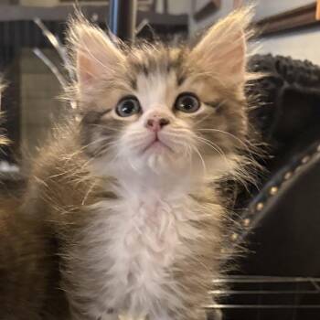 Tulip -  Domestic Long Hair Cat for Adoption in Washougal, Washington - Tulip | PetCurious