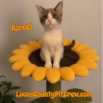 Azreal -  Snowshoe and Domestic Short Hair Cat for Adoption in Toledo, Ohio - Azreal | PetCurious