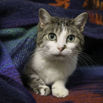 Rescue Domestic Short Hair Cats for Adoption in Madison, Wisconsin - Sassy | PetCurious