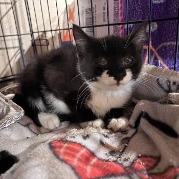 Bao -  Domestic Short Hair Cat for Adoption in Milton, Delaware - Bao | PetCurious