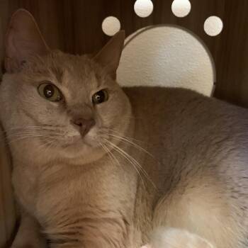 Theo -  Domestic Short Hair Cat for Adoption in Philadelphia, Pennsylvania - Theo | PetCurious