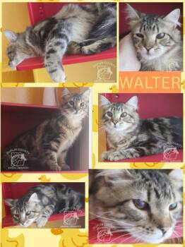 WALTER -  Domestic Long Hair and Domestic Short Hair Cat for Adoption in Kenansville, North Carolina - WALTER | PetCurious