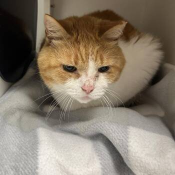 Tyler -  Domestic Short Hair Cat for Adoption in Uniontown, Pennsylvania - Tyler | PetCurious