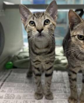 Meako -  Domestic Short Hair Cat for Adoption in New Orleans, Louisiana - Meako | PetCurious