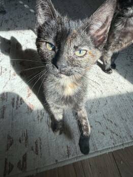 Confetti -  Domestic Short Hair Cat for Adoption in Martinsville, Indiana - Confetti | PetCurious