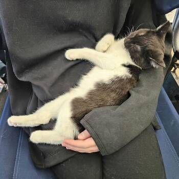 Rescue Domestic Medium Hair Cats for Adoption - Night Shadow | PetCurious