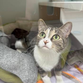 Candy -  Domestic Short Hair Cat for Adoption in Branford, Connecticut - Candy | PetCurious